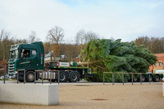 Transport des Weihnachtsbaums in Flöhas neue Mitte. Foto: Stadtverwaltung Flöha/ Erik Frank Hoffmann