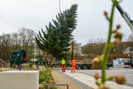 Die prächtige Nordmanntanne wurde mittels Mobilkrans aufgestellt und mit einem Schwertransport angeliefert. Foto: Stadtverwaltung Flöha/ Erik Frank Hoffmann