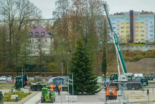 Der Weihnachtsbaum hat den neuen Marktplatz in Flöha erreicht. Foto: Stadtverwaltung Flöha/ Erik Frank Hoffmann