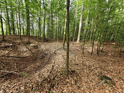 Ein Waldstück in Sachsen. Foto: Erik Frank Hoffmann