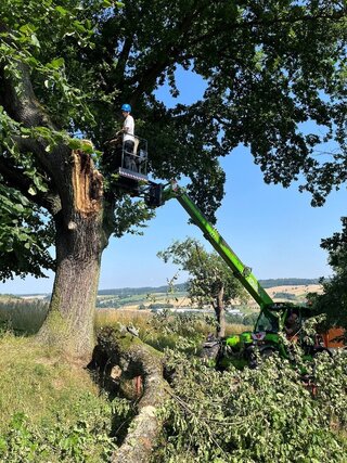Der Aussichtspunkt „Blitzeiche“ auf dem Wanderweg zwischen Falkenau und Grünberg ist wieder verkehrssicher. Foto: Stadtverwaltung Flöha/ Bauhof